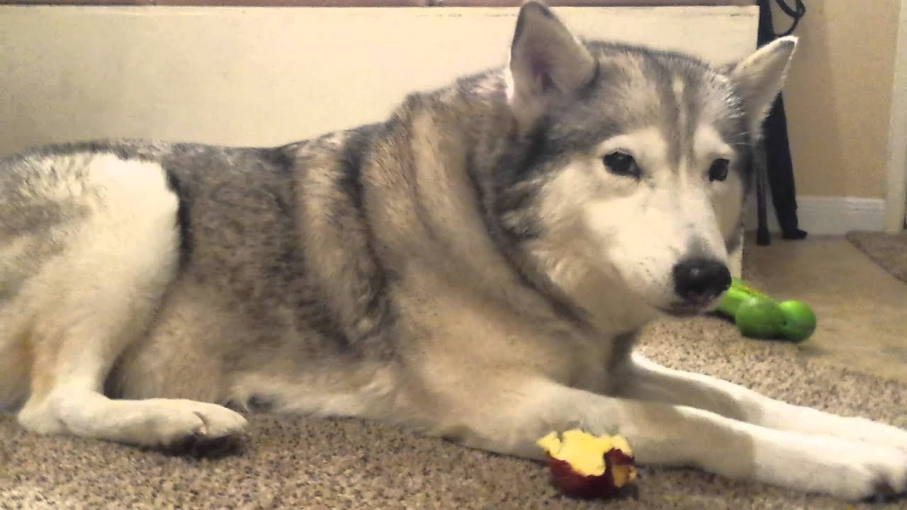 Arya the Husky Service Dog eats an apple