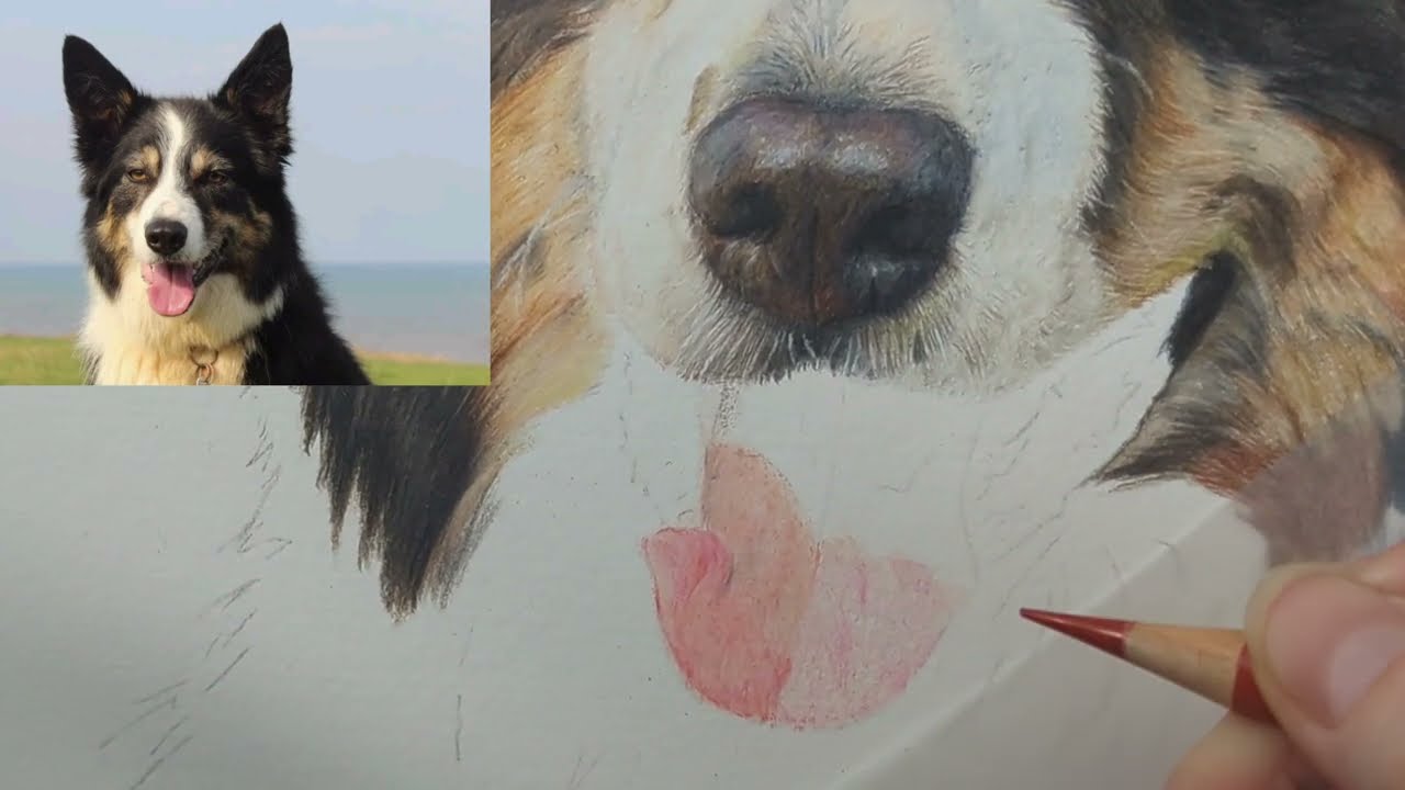 How to Draw a Realistic Dog tongue