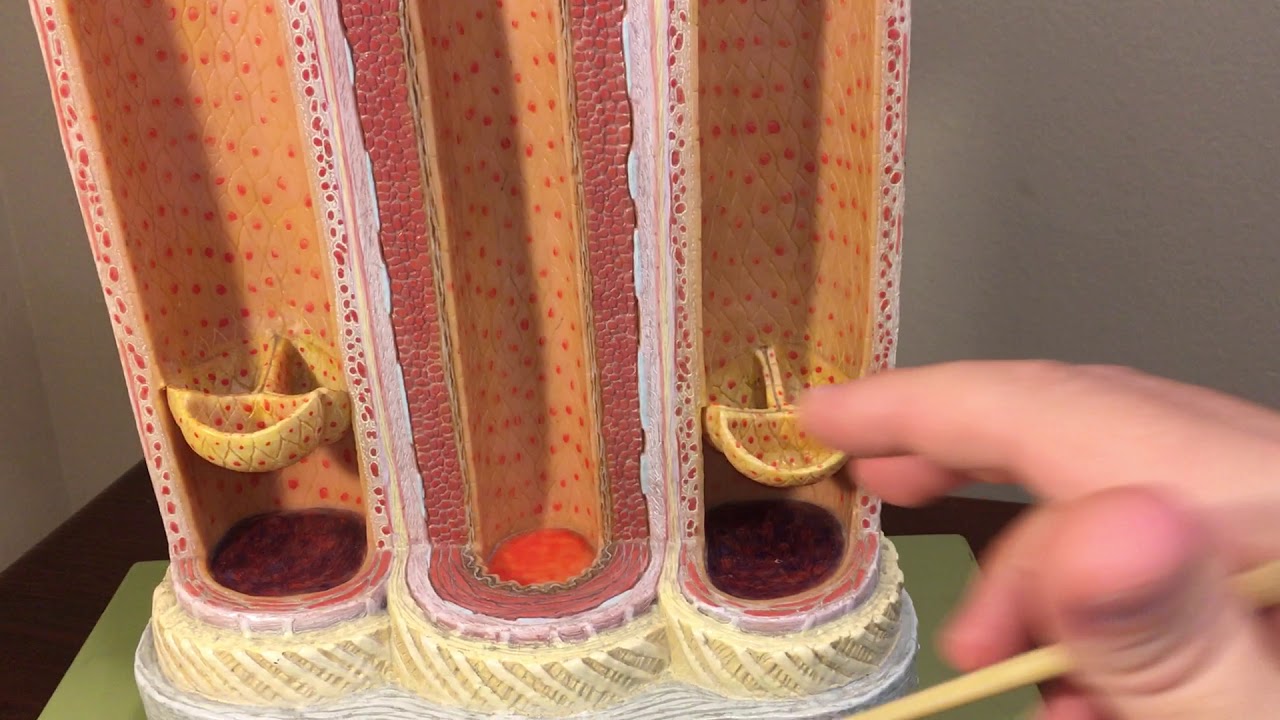 Artery and Vein Model