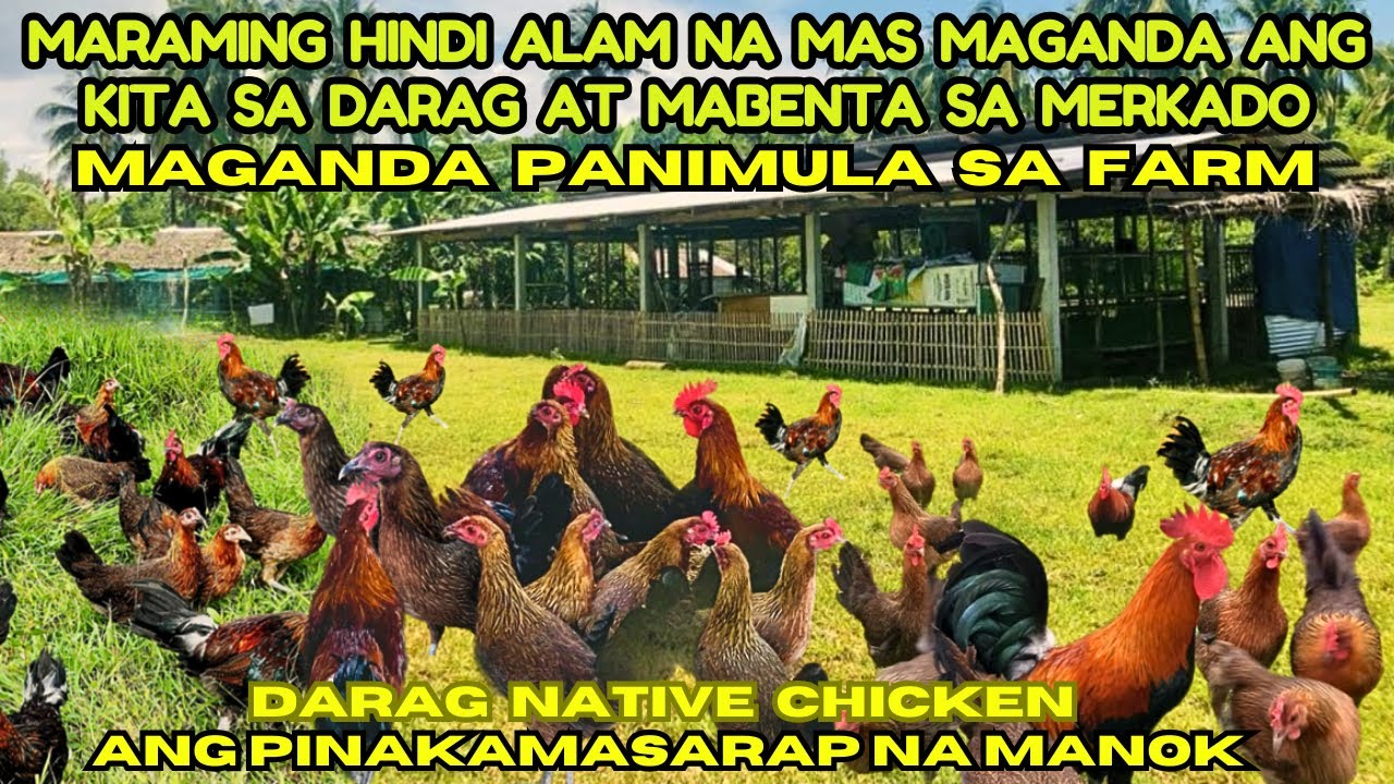 MAGANDA ANG KITA SA DARAG NATIVE CHICKEN AT MABENTA SA MERKADO || MAGANDANG PANIMULA SA FARM ITO