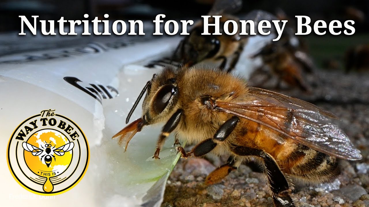 Interview with Dara Scott of Hive Alive and Advance Science, SOMETHING NEW is coming!