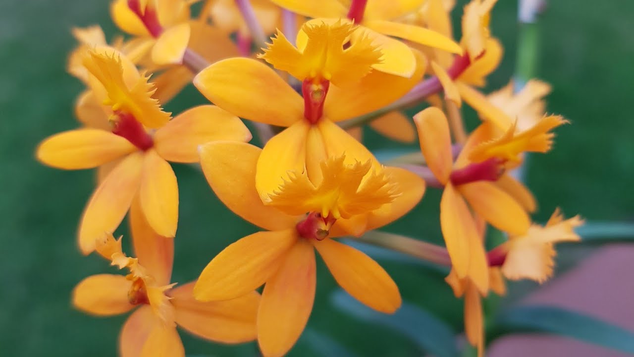 兰花水培－树兰Epidendrum