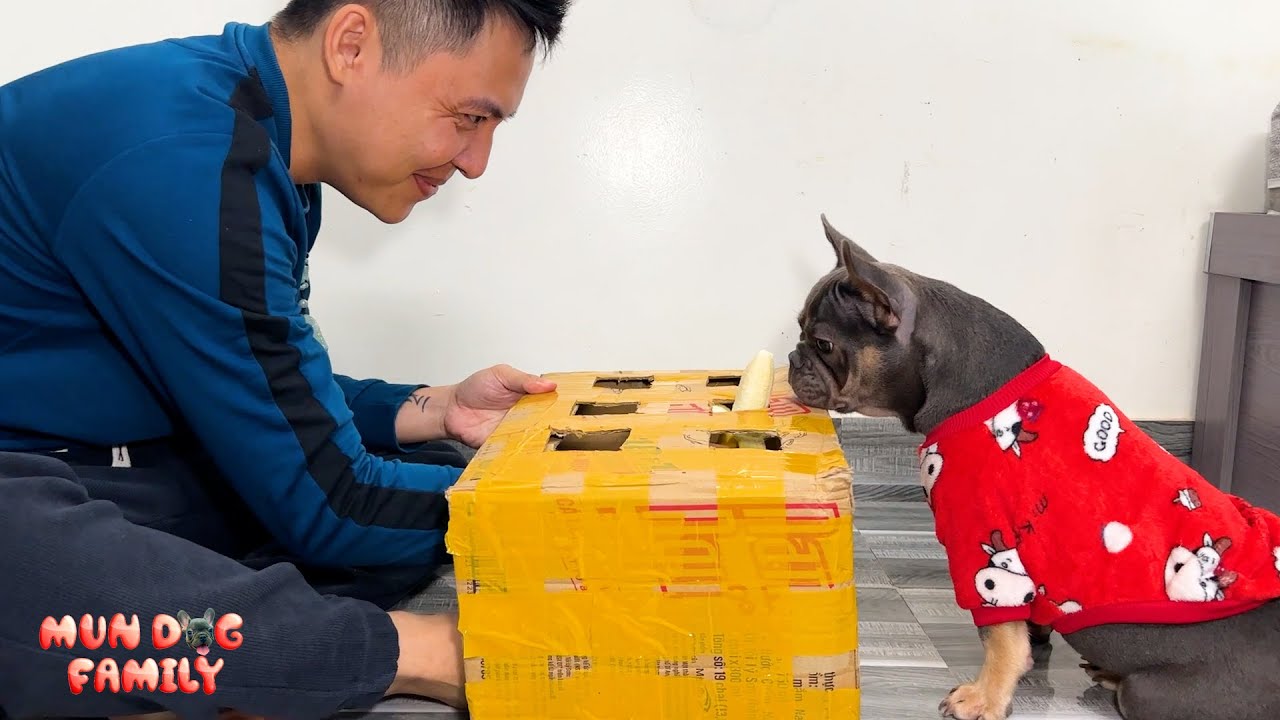 Is My Dog As Agile As Me? | Funny Dog Video
