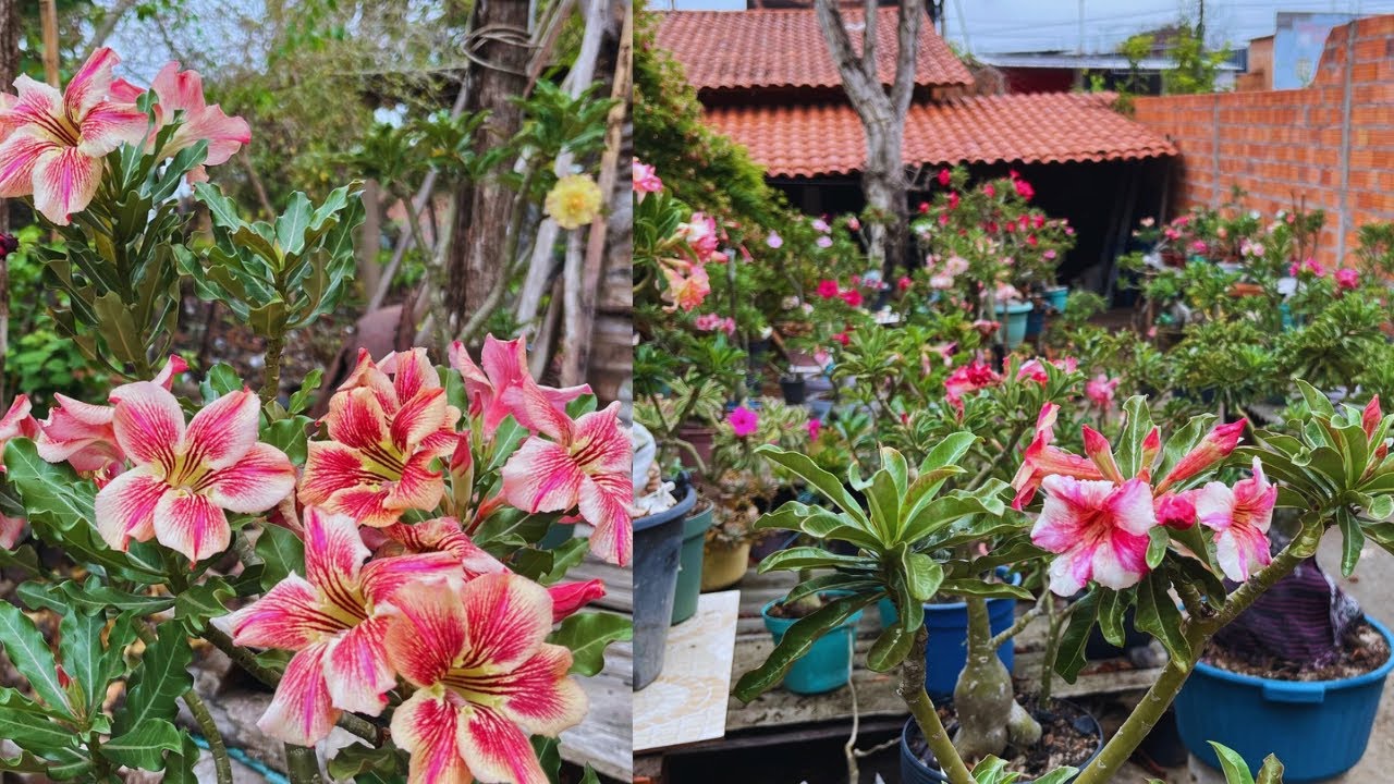 #rosadodeserto: hoje o dia está lindo para apreciar o jardim #flores #plantas #jardim #dicas 