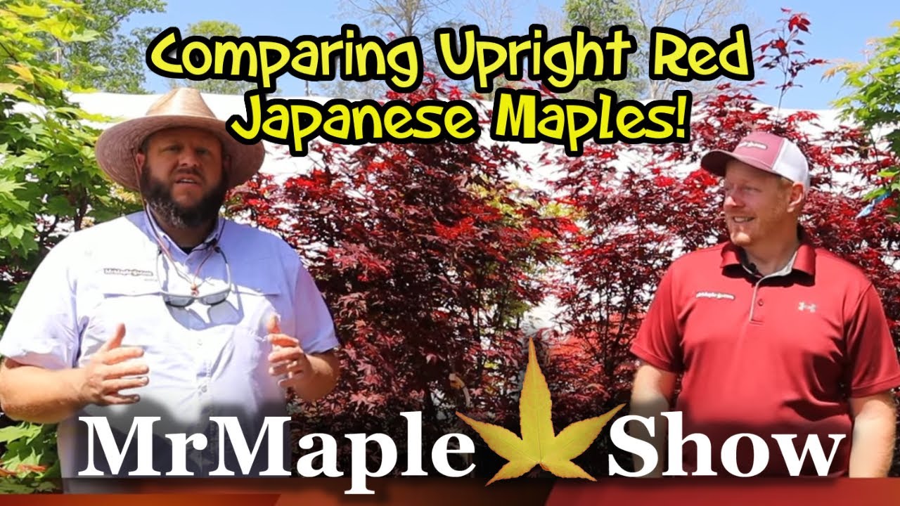 Comparing Red Upright Japanese Maples in Springtime! | Saturday Showcase
