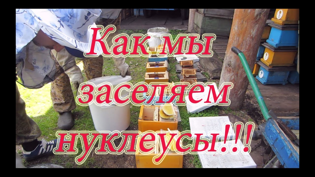 ЗАСЕЛЕНИЕ ДВУХ И ТРЁХ РАМОЧНЫХ НУКЛЕУСОВ, А ТАКЖЕ НА 145 РАМКУ🔥🔥🔥