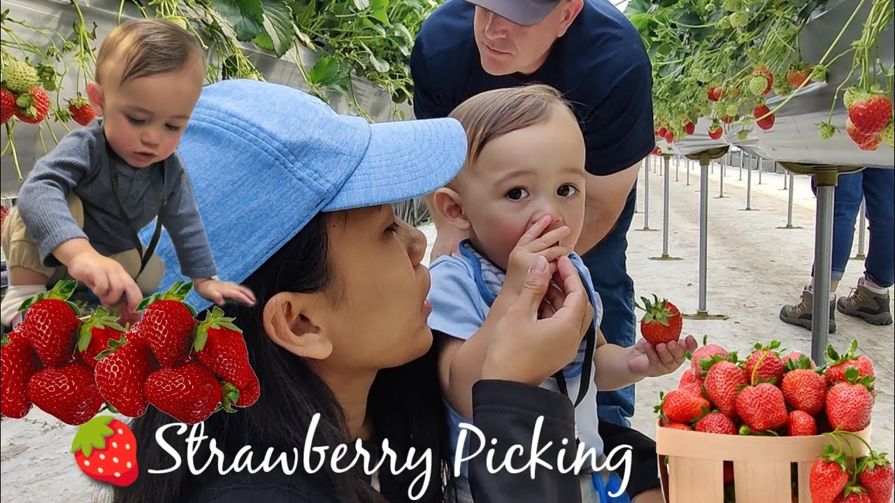 Strawberry Picking in Korea 2023