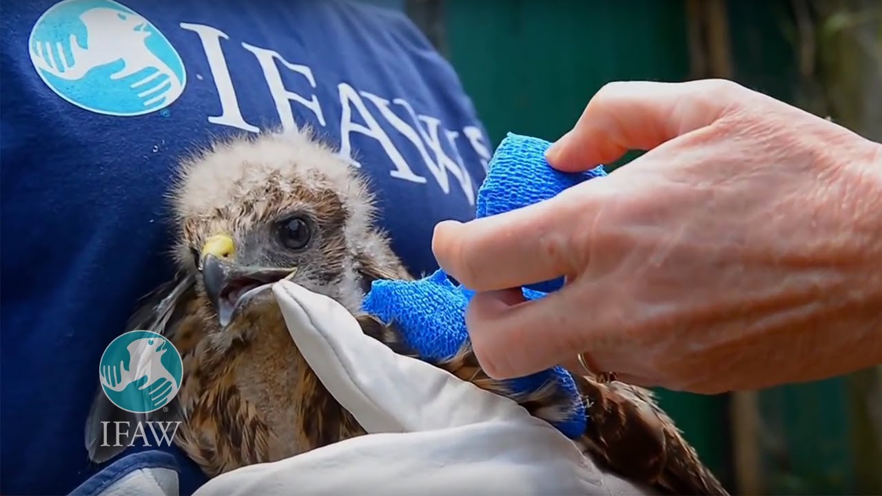 IFAW Emergency Response for Wildlife Victims From Tornados in Moore, Oklahoma