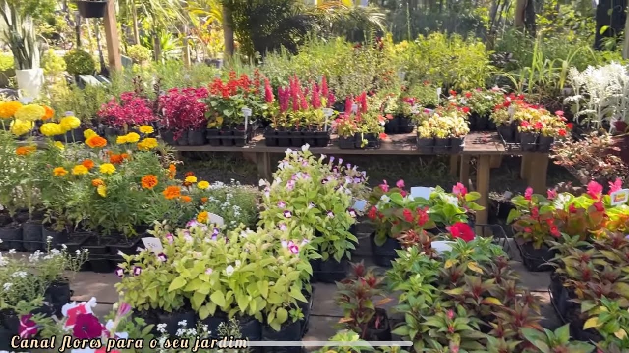 Essa floricultura me surpreendeu: nunca vi tantas flores lindas 🌸