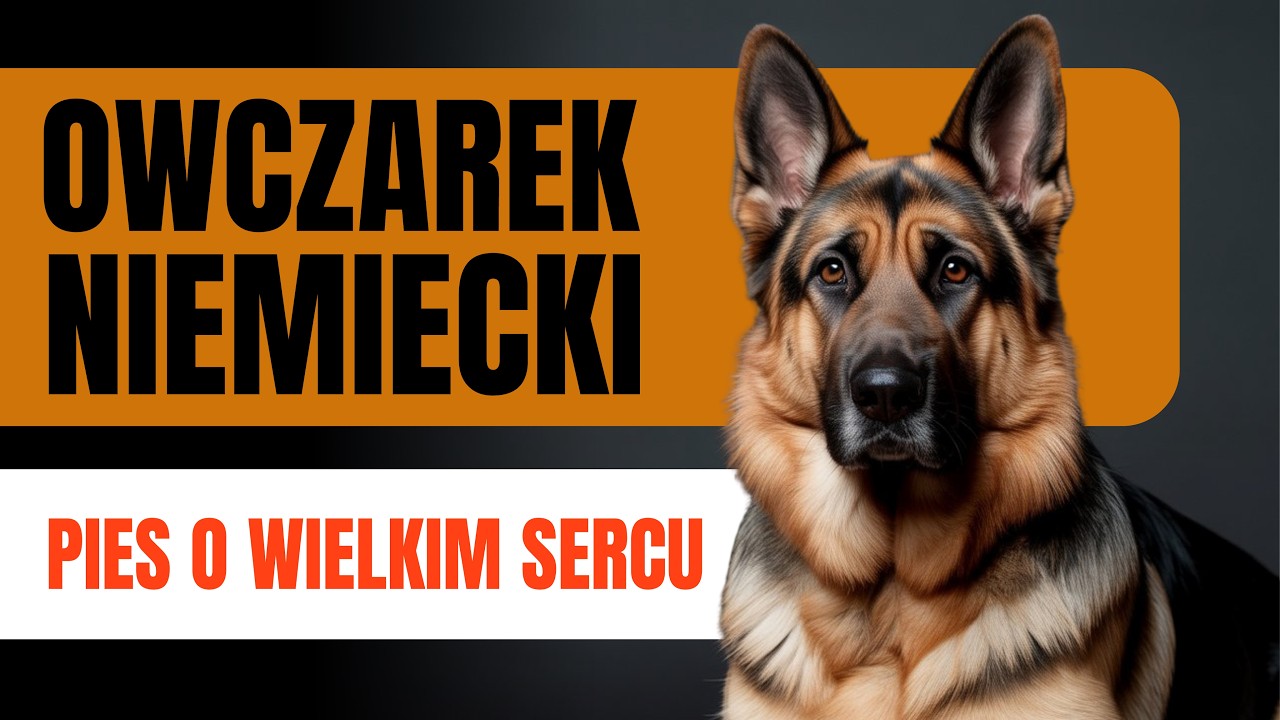 Owczarek niemiecki &ndash; wierny, inteligentny i odważny! 🐕❤️