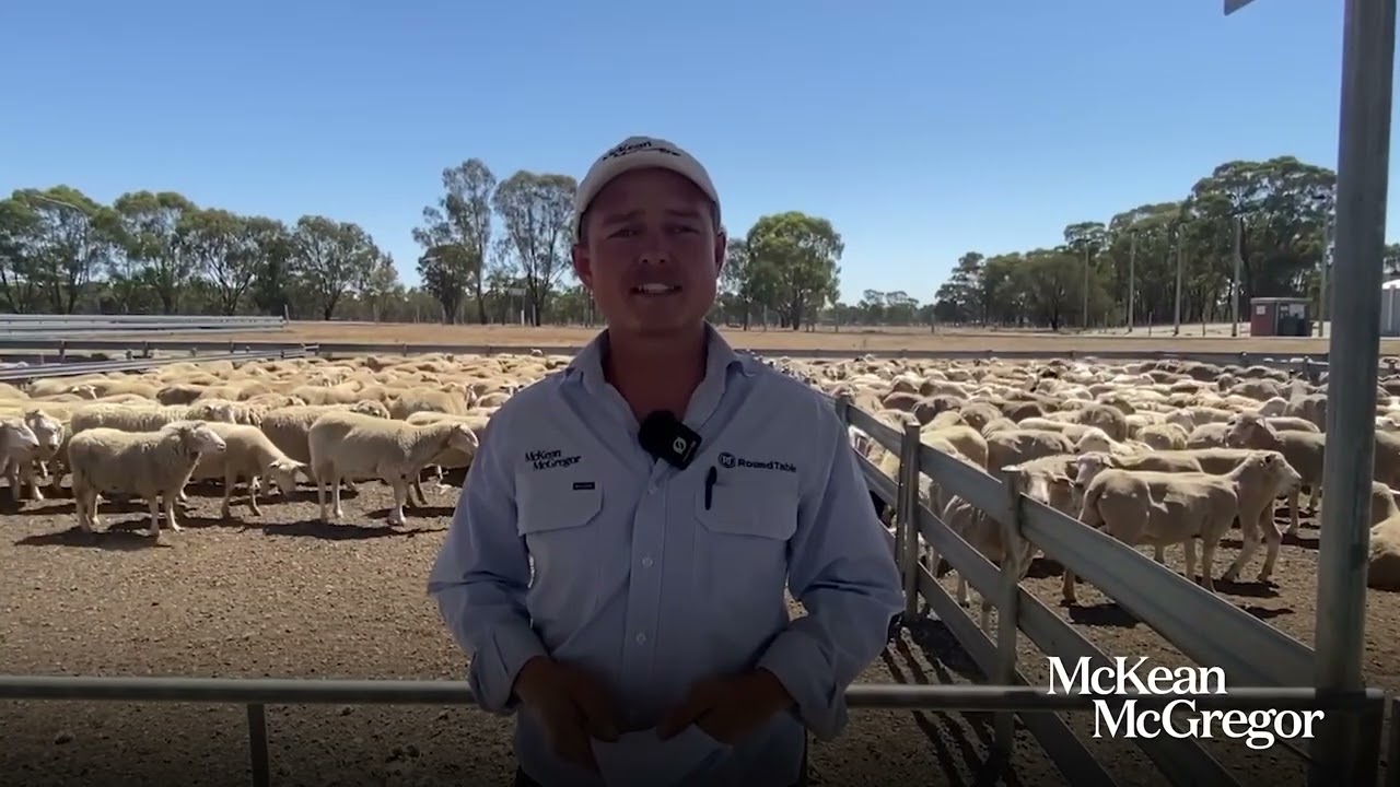 MM - Sheep & Lamb Market Report February 16,2026