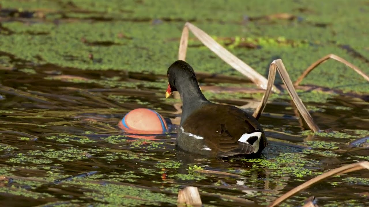 A Moorhen playing with a ball? Surely not?