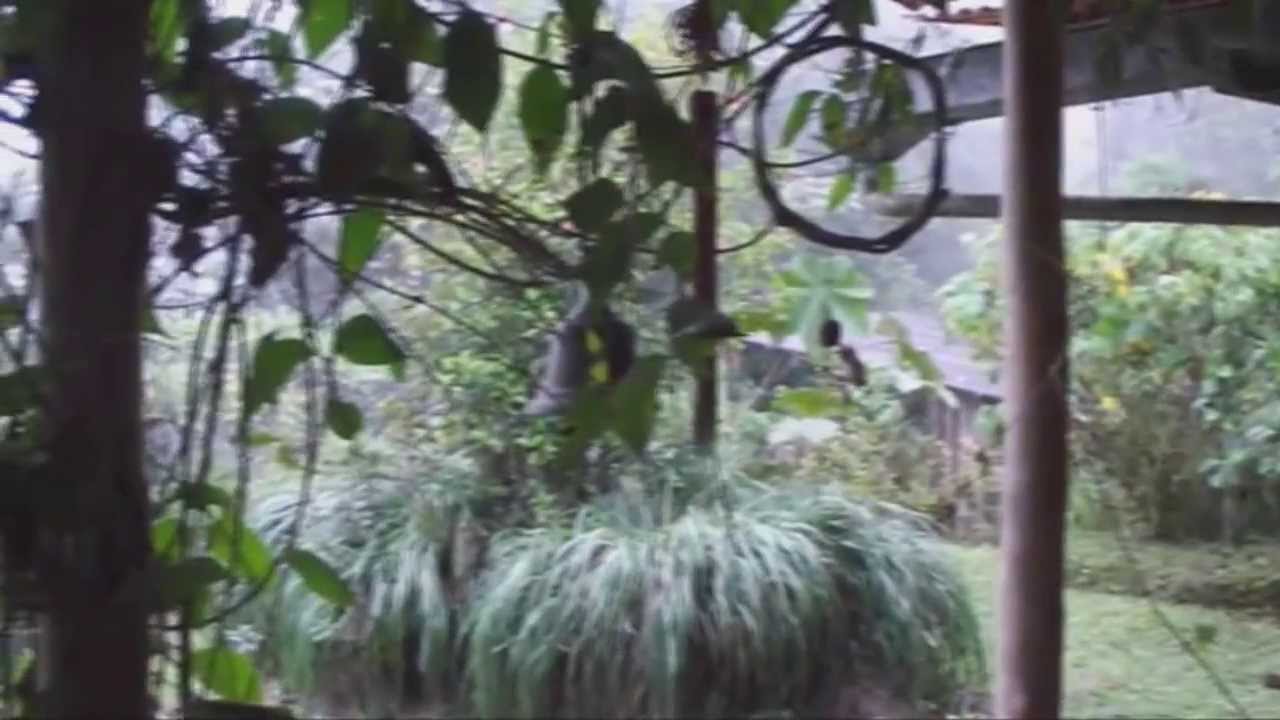 Bosque Protector Los Cedros