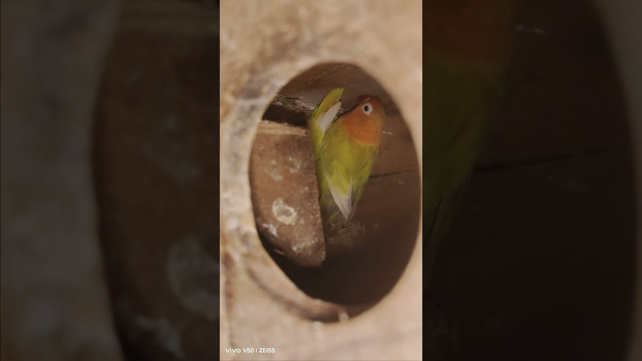 Panen Love Bird