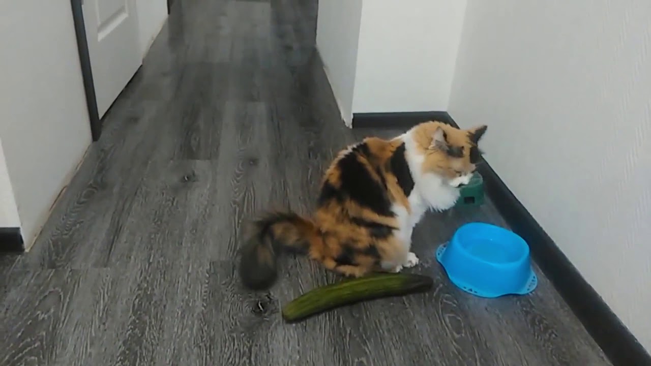 Cucumber VS Cats Best Compilation