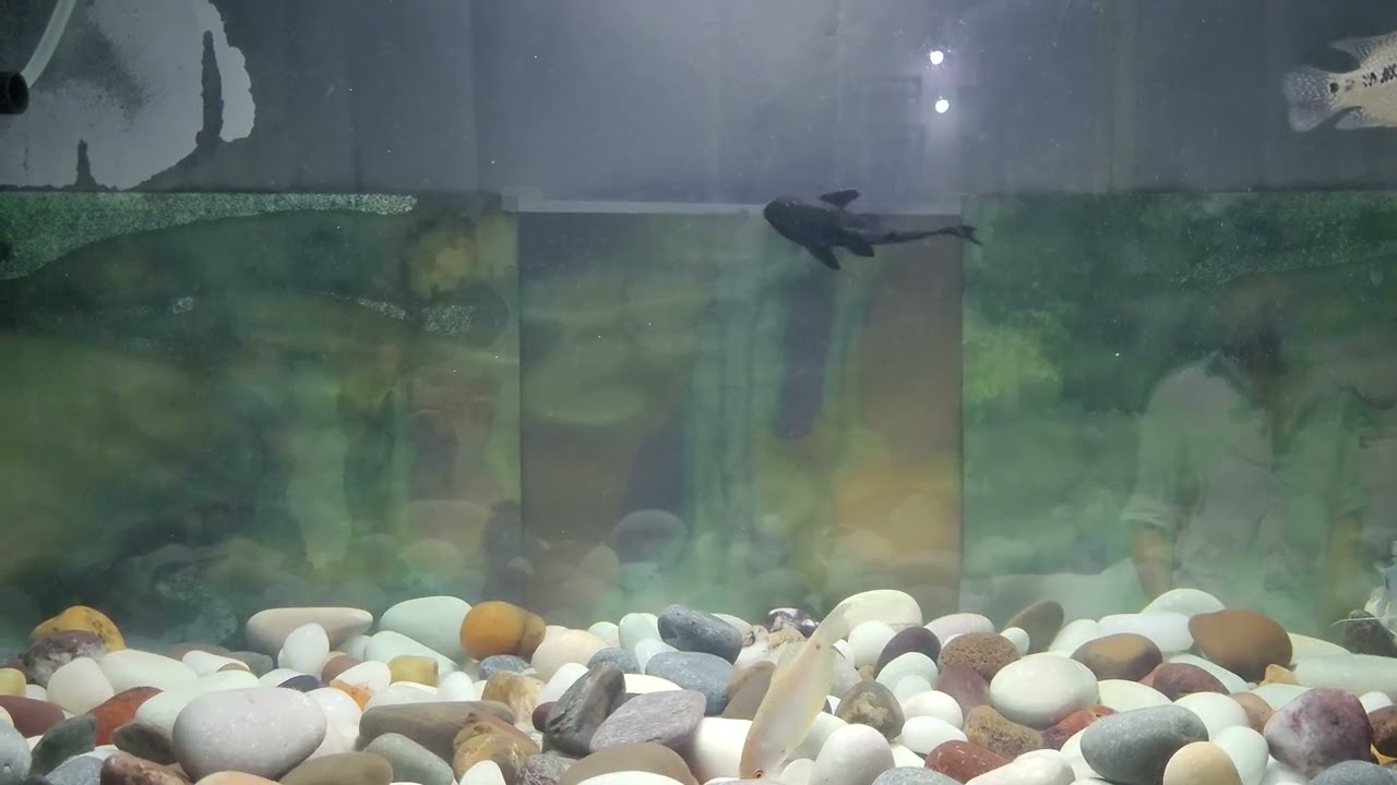 Gourami & Flowerhorn 