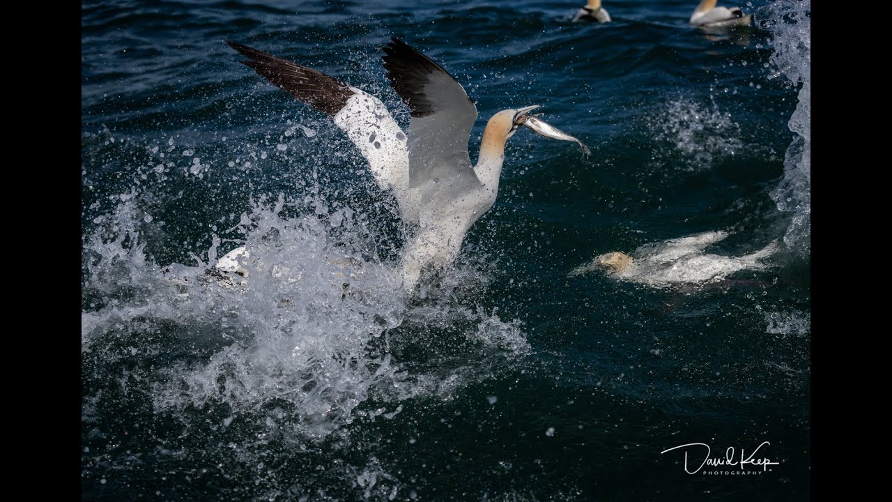 Photographing Diving Gannets (from a boat)