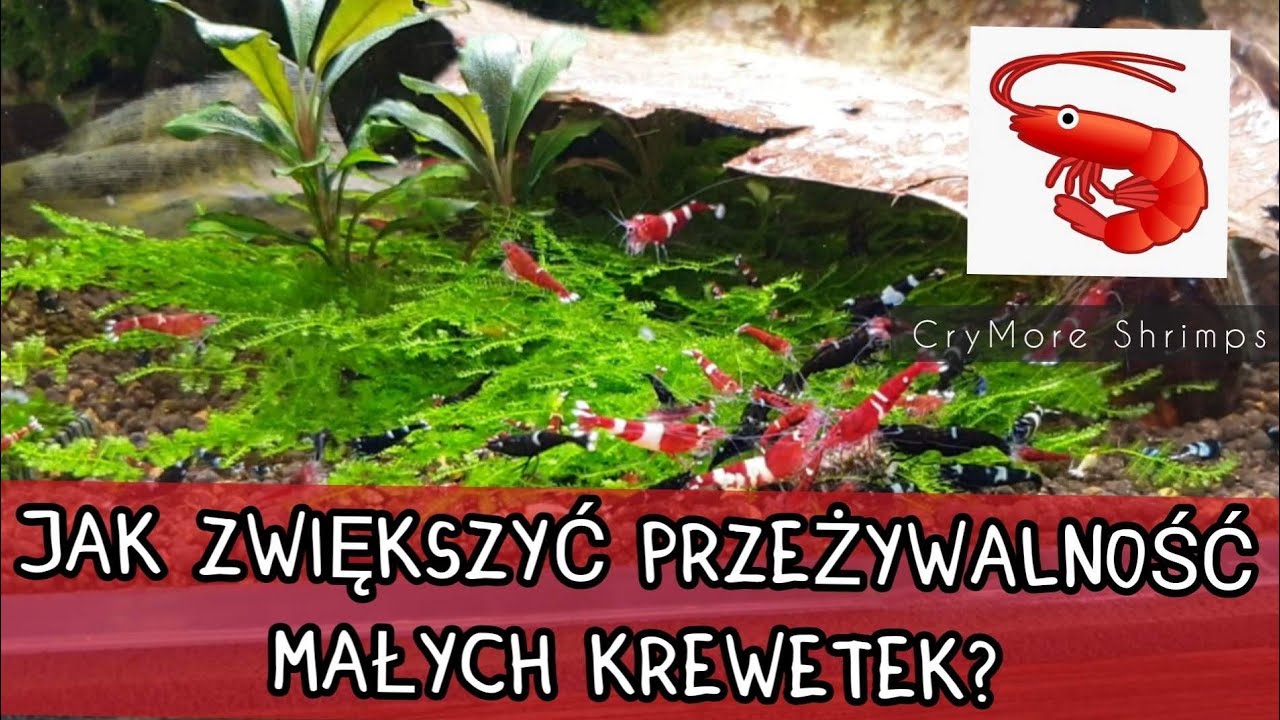 CryMore Shrimps - Jak zwiększyć przeżywalność małych krewetek?