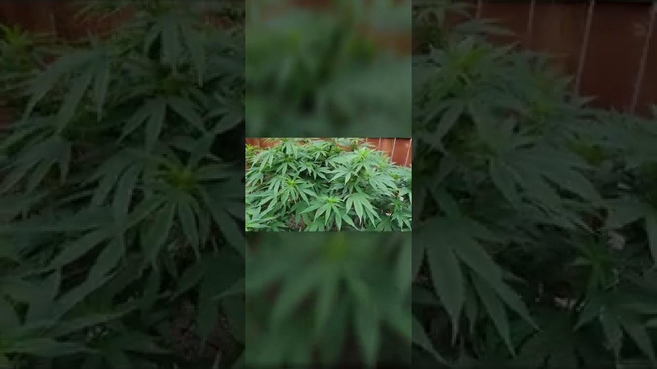 Bubblugum cannabis Serious Seeds 2022 outdoor timelapse 4x4 State_3 organic top dress big colas 503