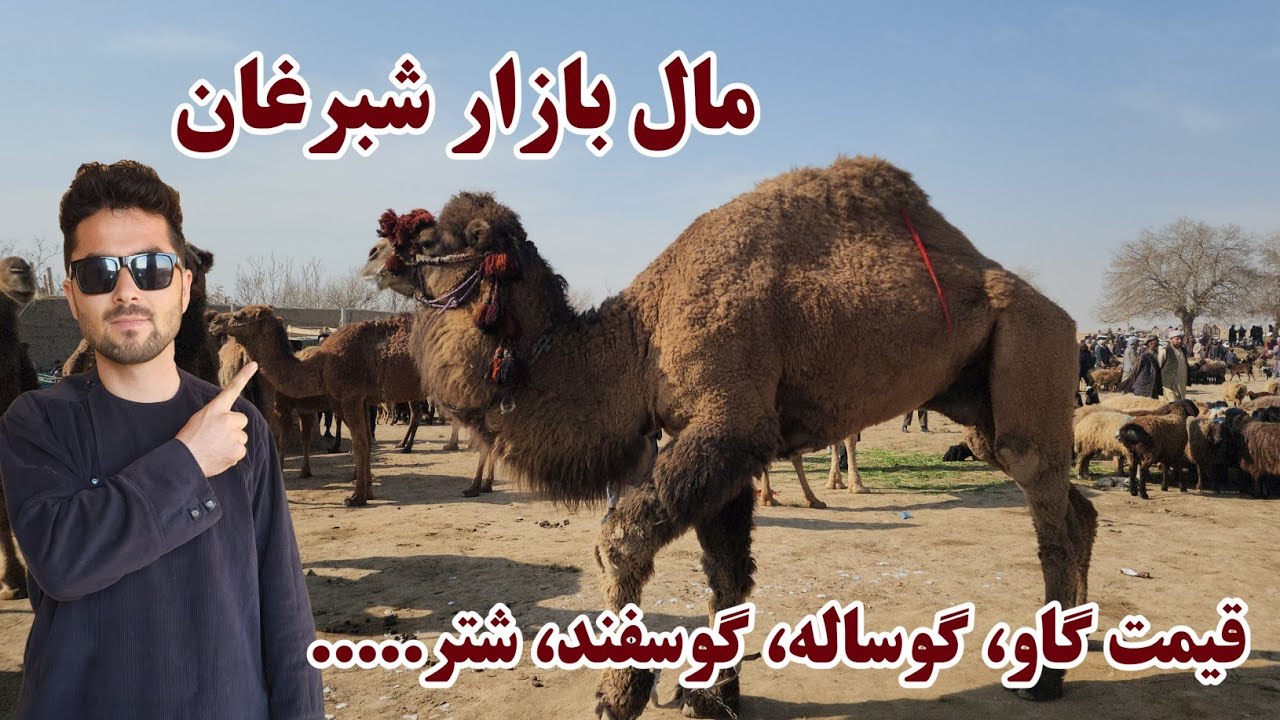 مال بازار شبرغان، قیمت مواشی در ماه رمضان، گاو، گوسفند، گوساله، شتر... 