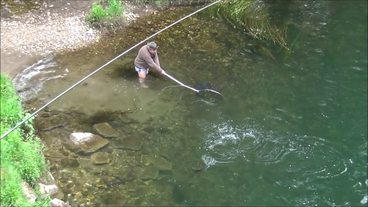Salmón en Puente Quinzanas, río Narcea