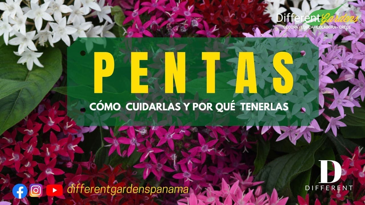 🌱PENTAS -Trasplante, Reproducción y Cuidados🌱