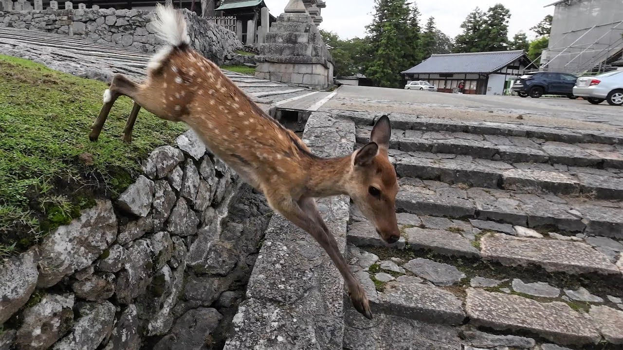ほんの少しだけ気温の下がった奈良公園と鹿さん