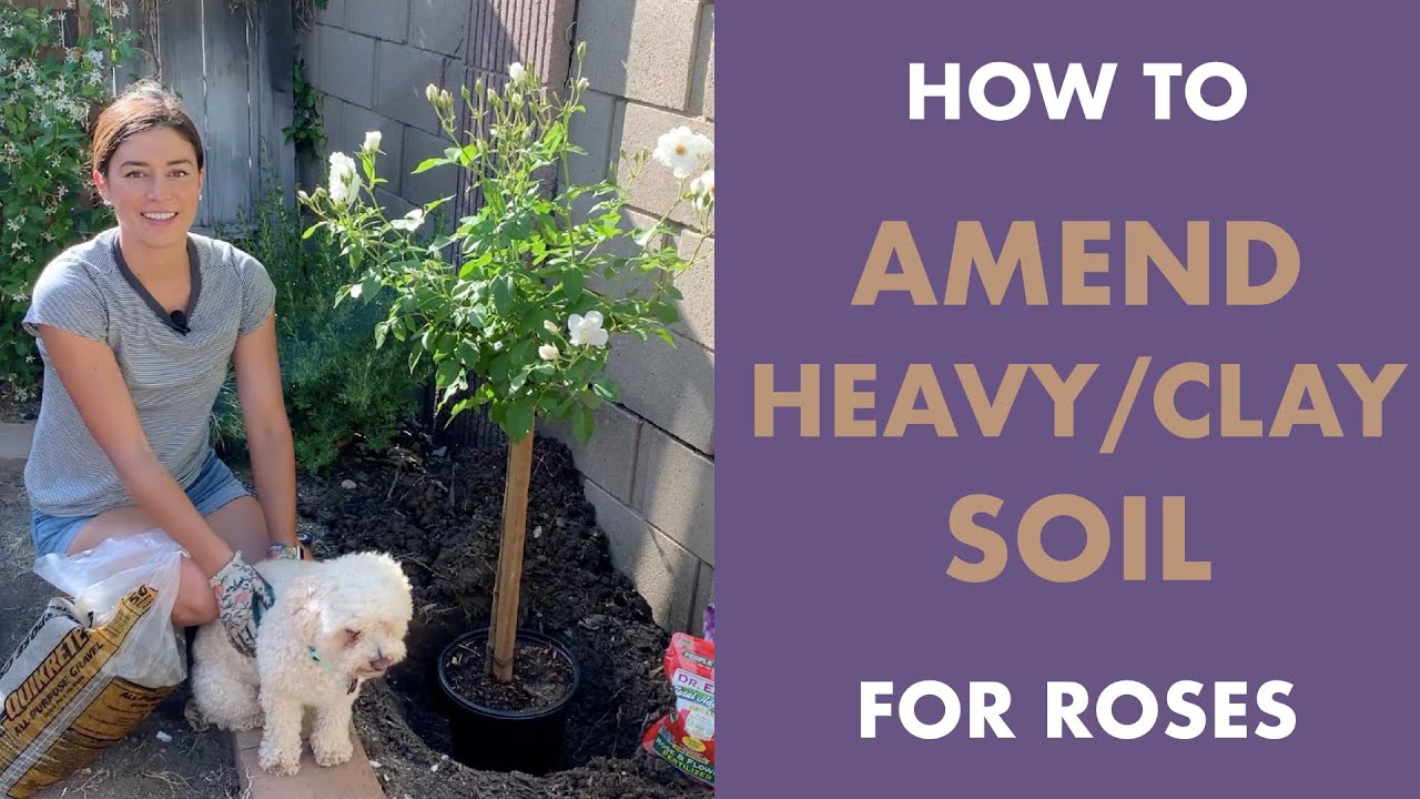 How To AMEND SOIL When Planting Roses