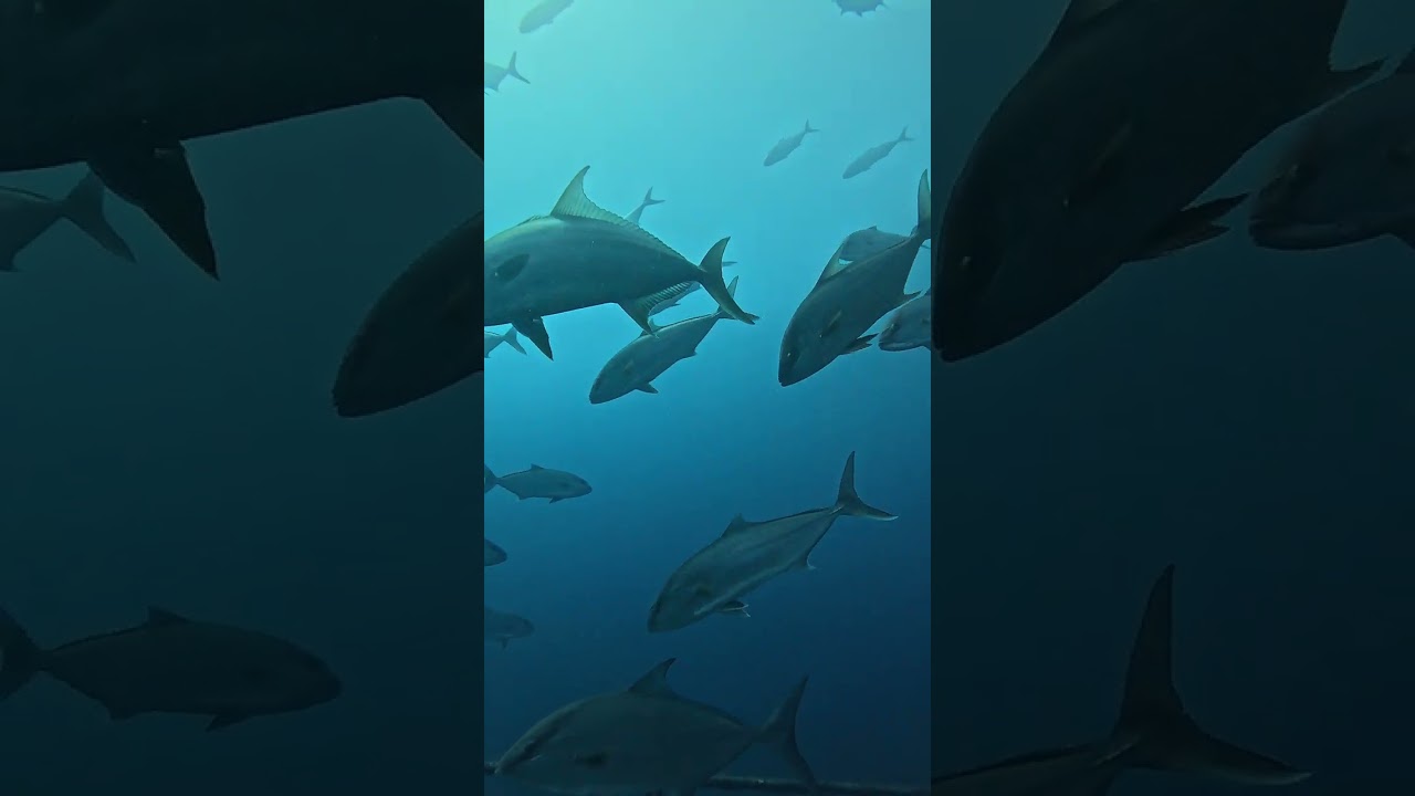 About the Ocean Things - Madeira '25 #sea #madeiraisland #madeira #ocean #scubadiving #scuba #divers