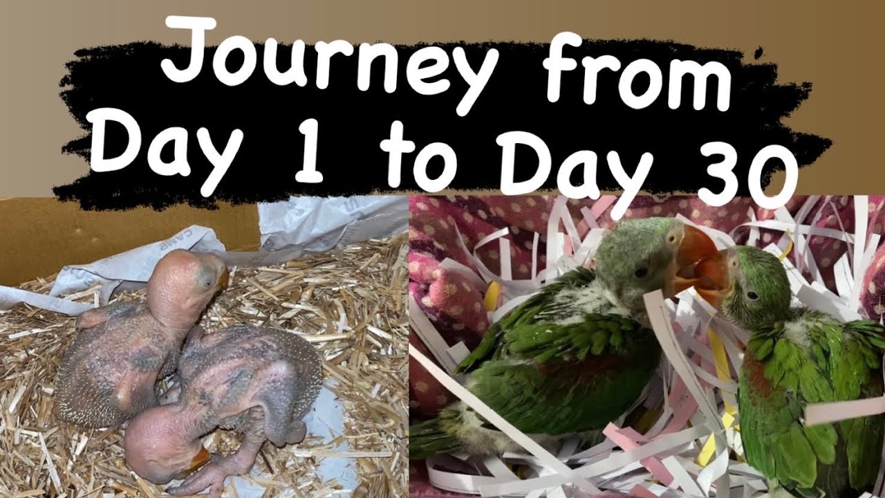 Journey of my Alexandrine parrots from 1 to 30 days😘 | Alexandrines baby parrots #Birds lover #parot