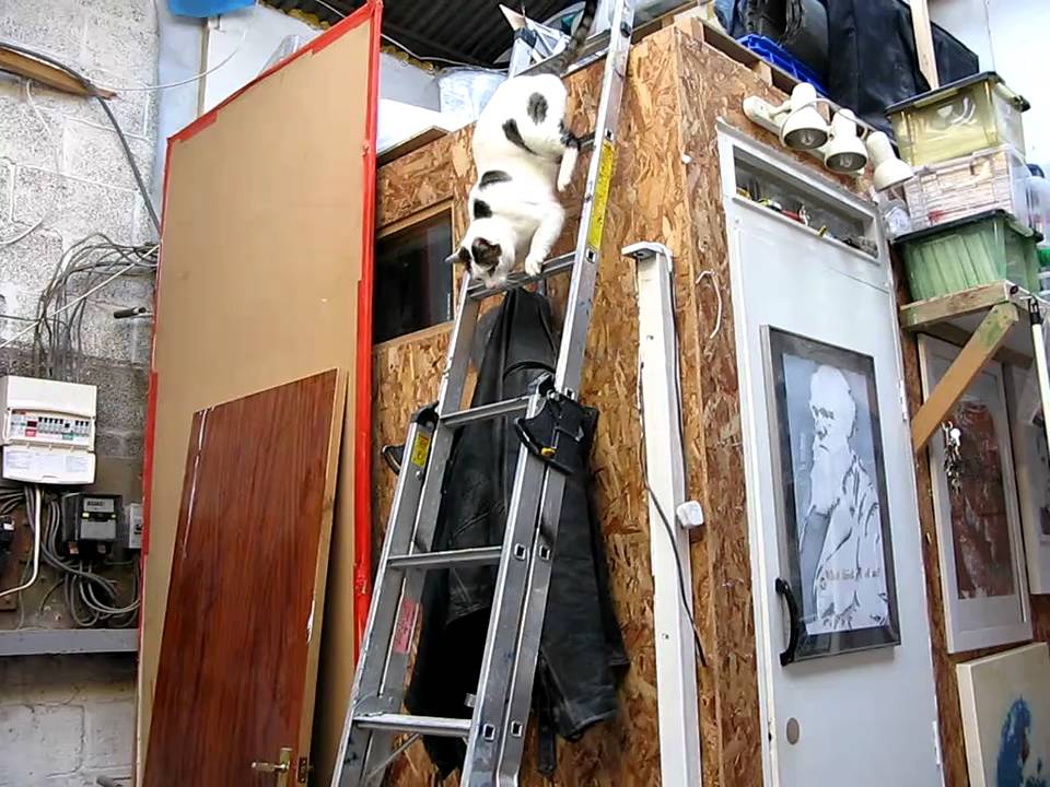CAT CLIMBS DOWN LADDER