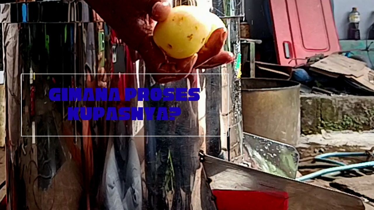 MESIN KUPAS SAYUR KITA UJI COBA DENGAN WORTEL DAN KENTANG HASIL KUPASAN SANGAT BERIH