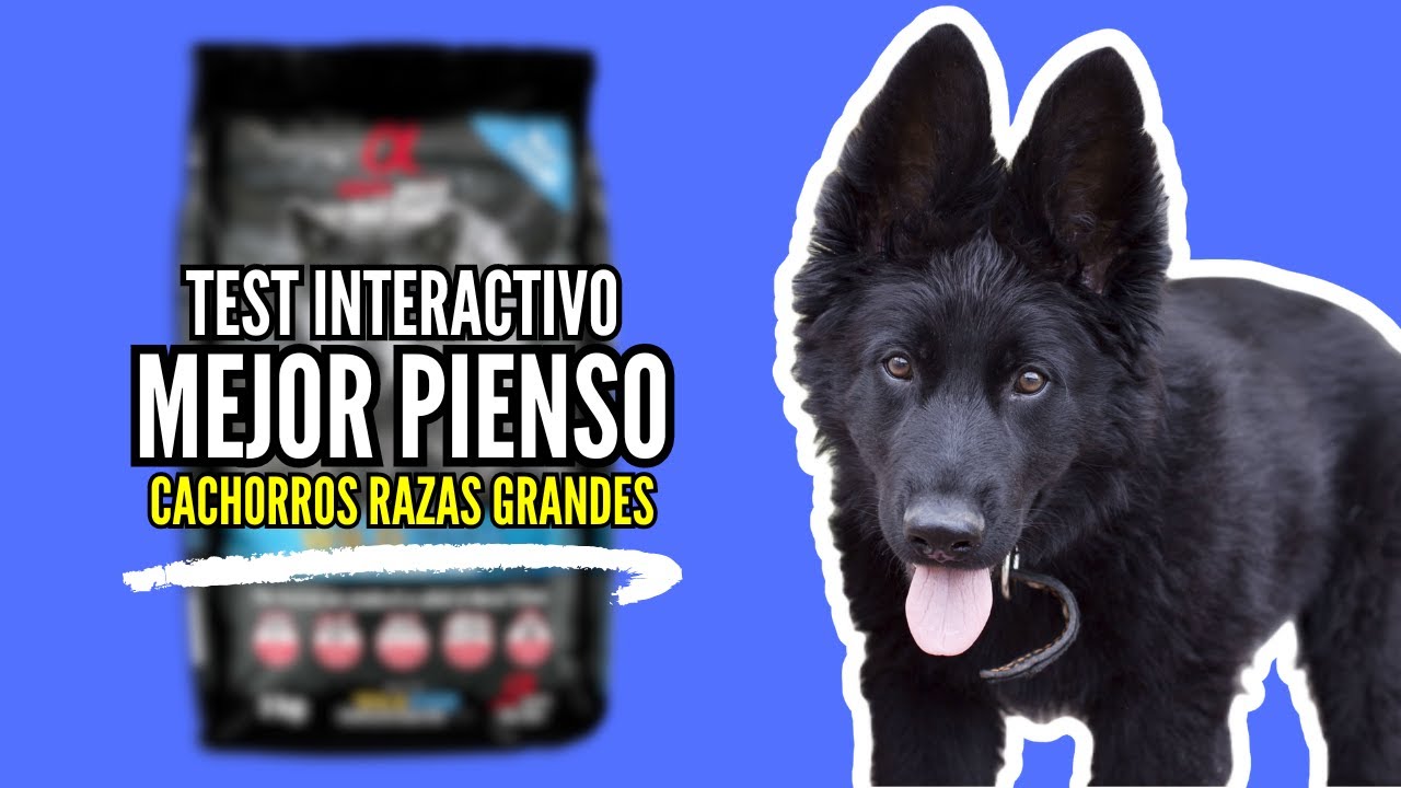 Mejores PIENSOS para CACHORROS de raza GRANDE | TEST INTERACTIVO | 2025