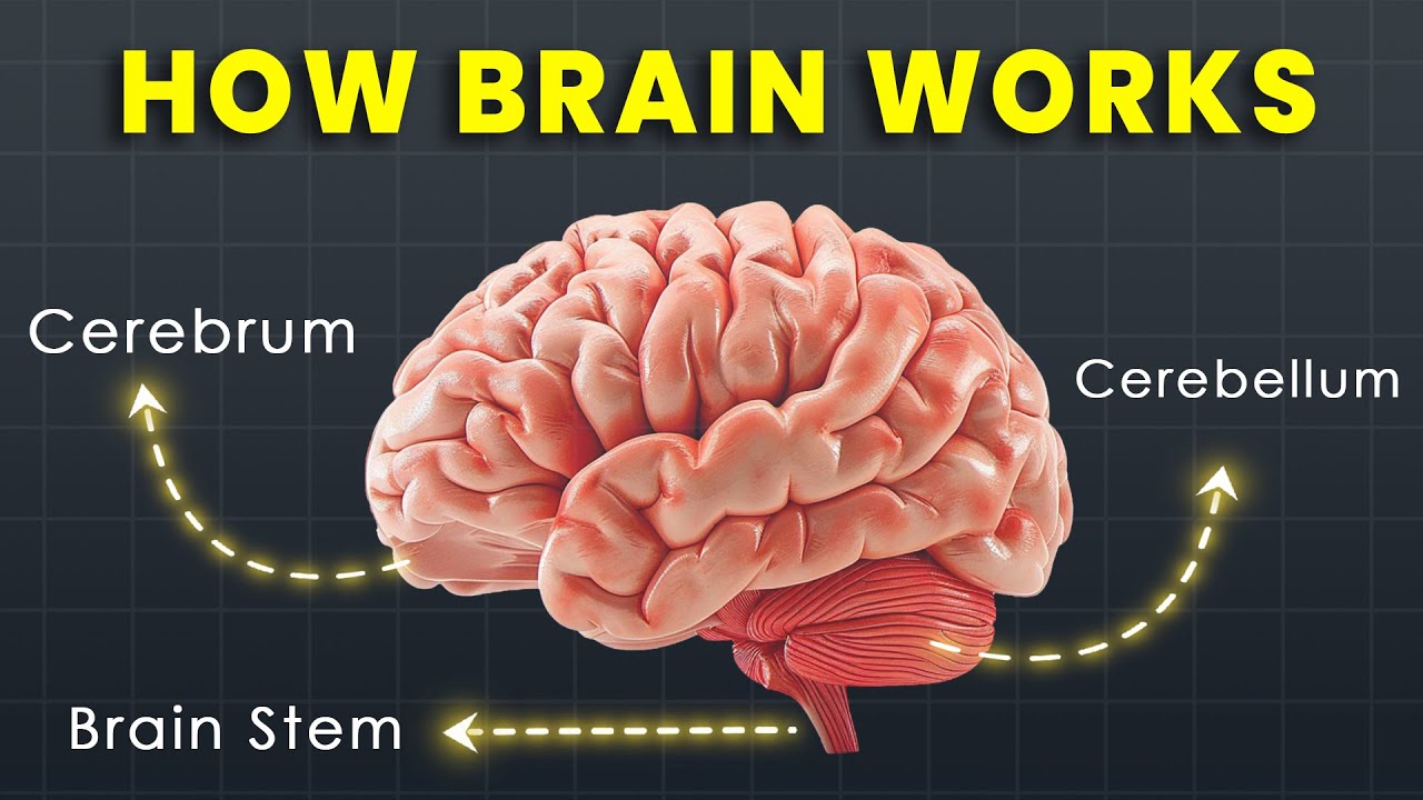 How Brain work | All Parts of Brain & Function | दिमाग कैसे काम करता है  3D Animation