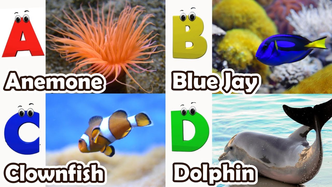 ABC phonics animals | ABC Sea Animals song | English and Animals for Kids | Alphabet Kid Song | Baby