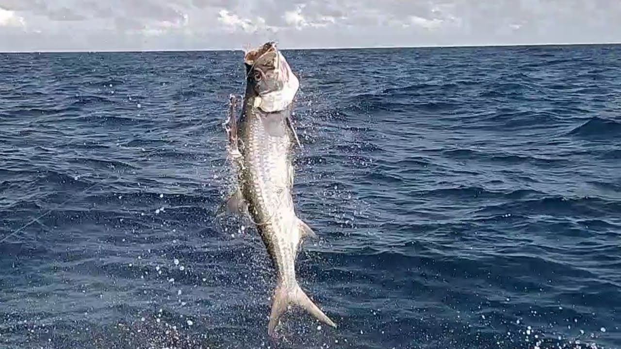 😳😳 IMPRESSIONANTE ESSE PEIXE GIGANTE TENTOU ESCAPAR MAIS O PESCADOR MOSTROU QUE QUEM MANDA ELE 😳