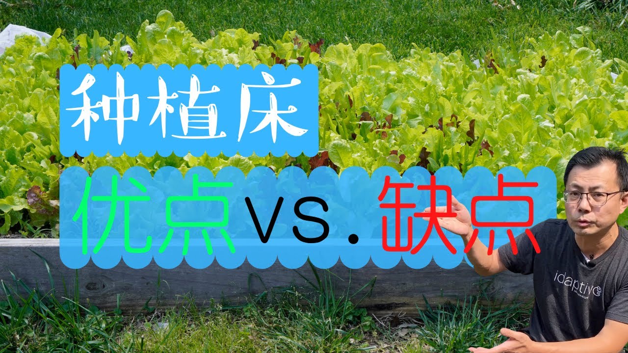 什么是种植床？种植床种菜的优点和缺点，我个人的经验分享