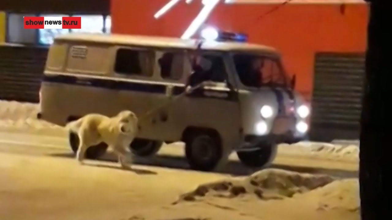 Алабай из полиции вернулся на цепь