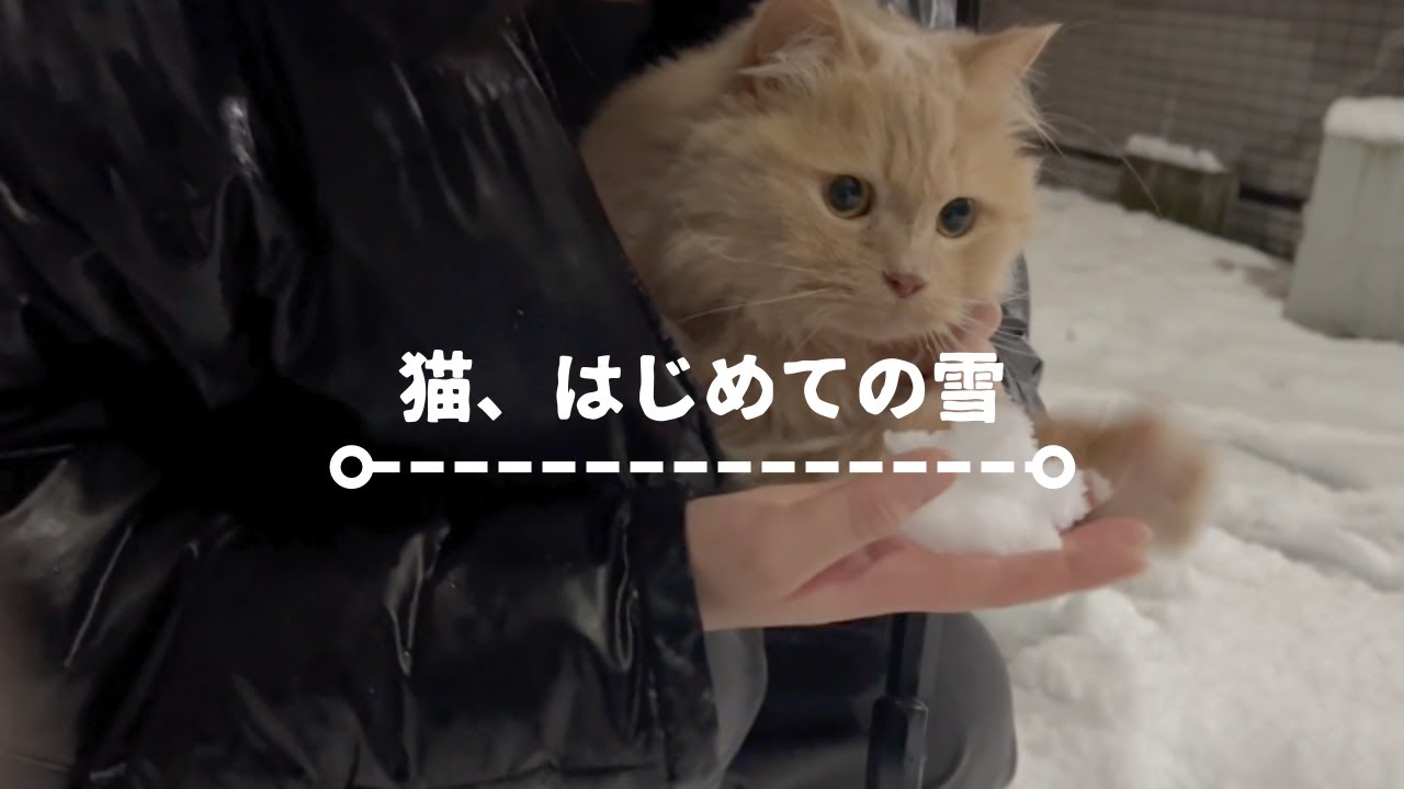 vlog : 東京に雪が降った日 / 旅行前のパッキング