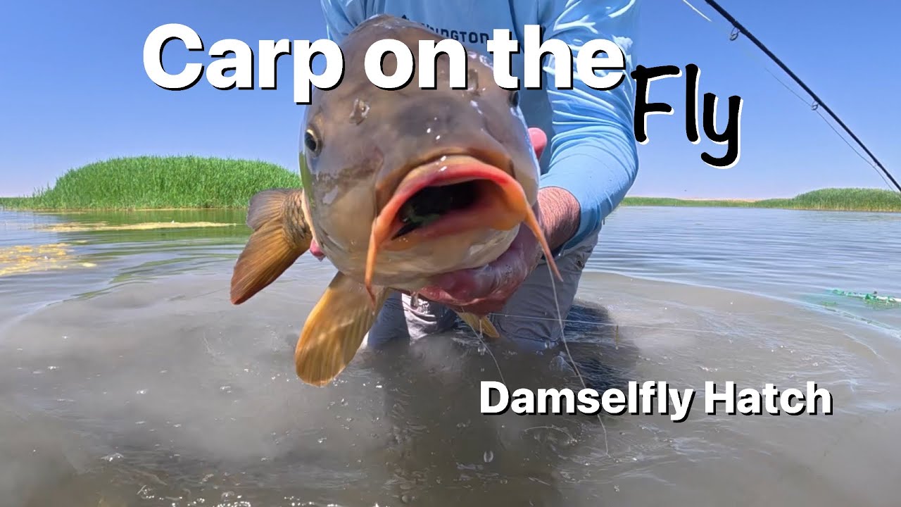 Carp On The Fly, Fly Fishing the Damselfly Hatch
