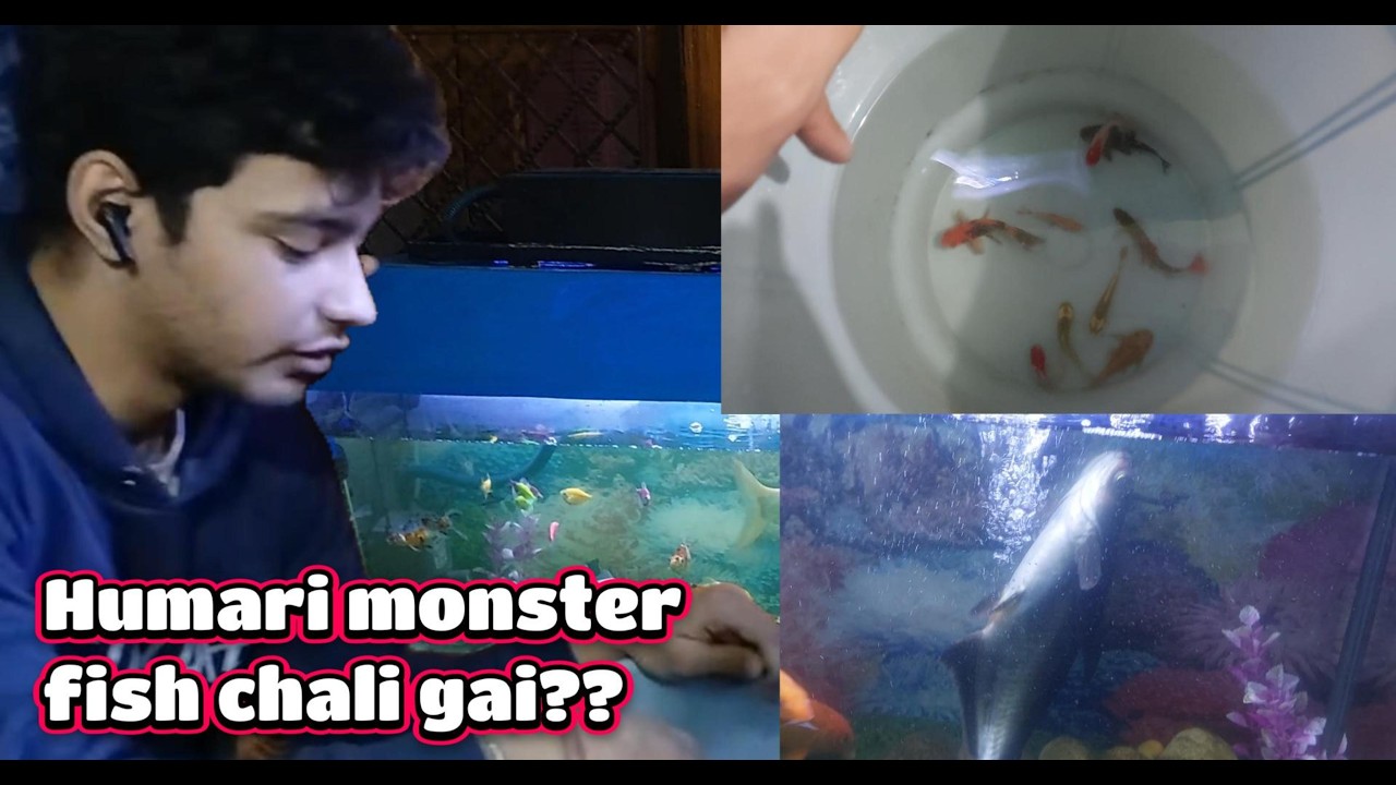 Ye ekdumse ghar pe kya hua Humko krna pda monster fish ko transfer😭😭