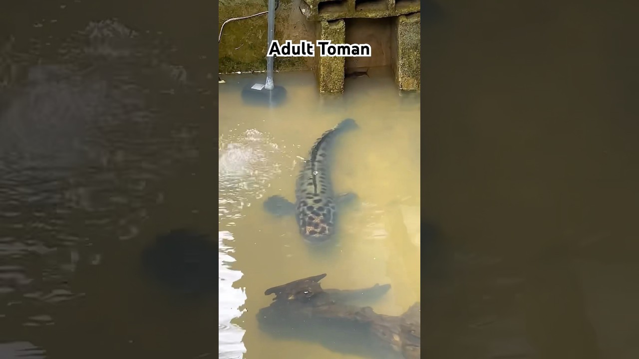 Channa Micropeltes growth Rate | Giant snakehead monster tank #youtubeshorts #shorts #shortsfeed