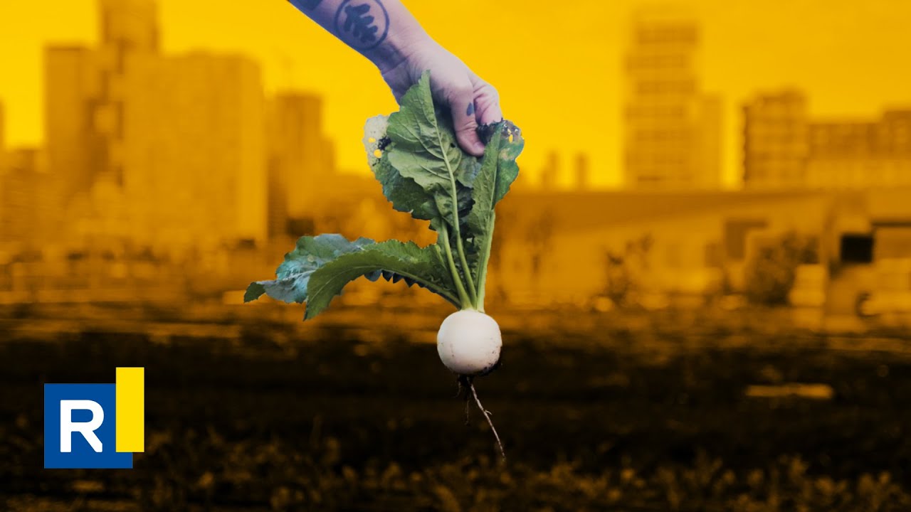Ryerson's newest rooftop farm