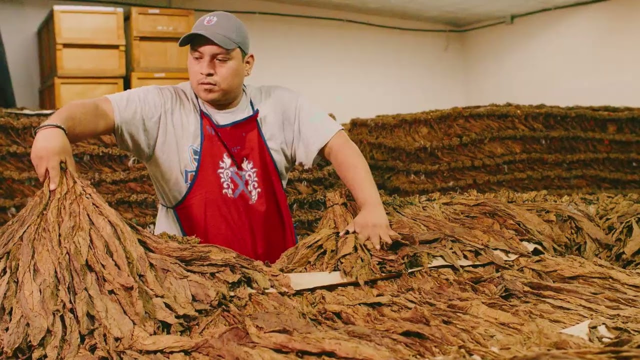 Micallef Cigars - Our Fermentation Process