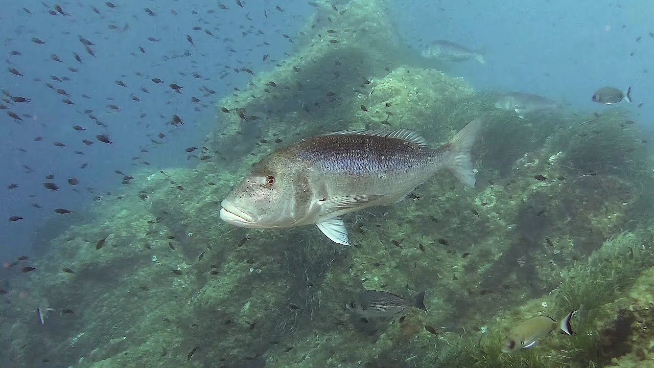 Sec de la Jaume Garde et sec des Murènes avec Jean Marc et Jérôme le 14 07 2024