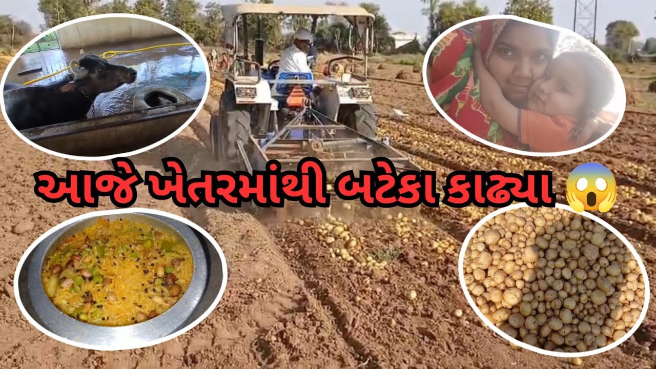 આજે ખેતરમાંથી બટેકા કાઢ્યા 😱