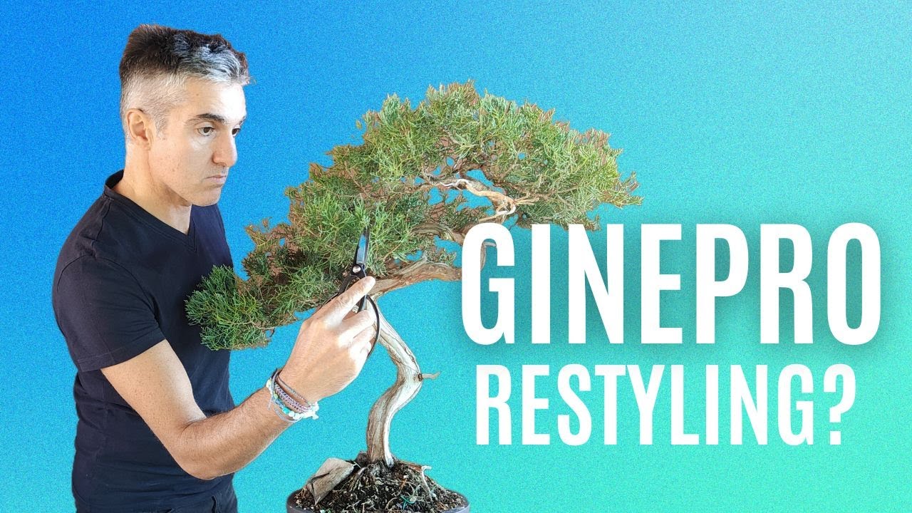 COME POTARE un GINEPRO BONSAI in autunno, rifiniture e liquido jin