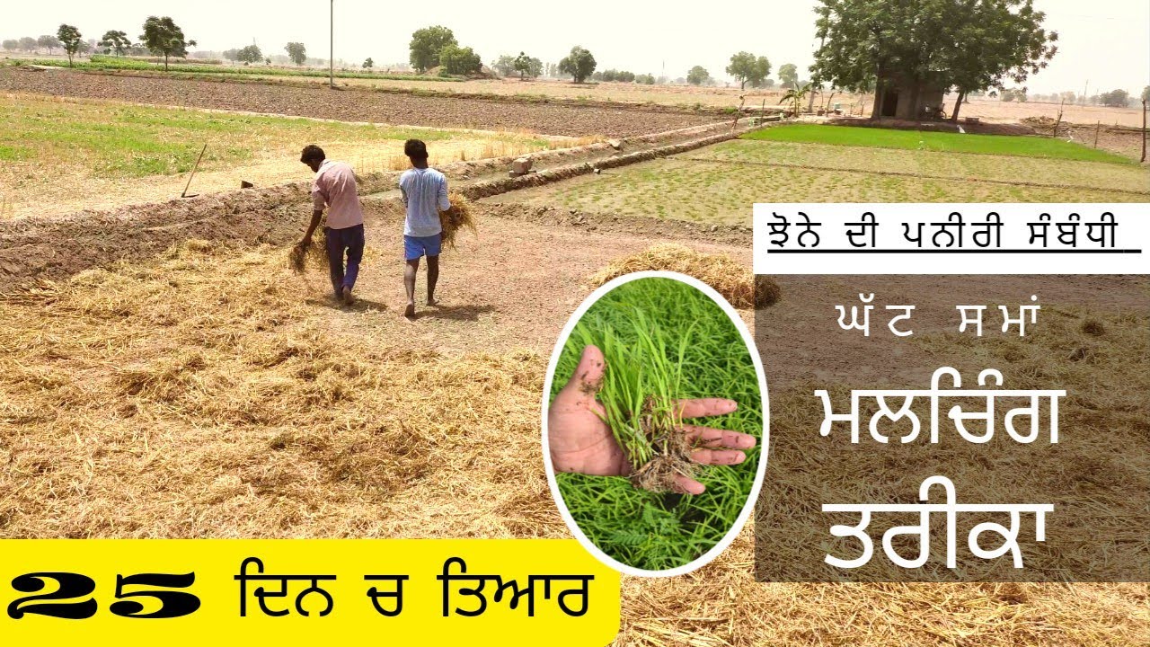 Paddy nursery with mulching method