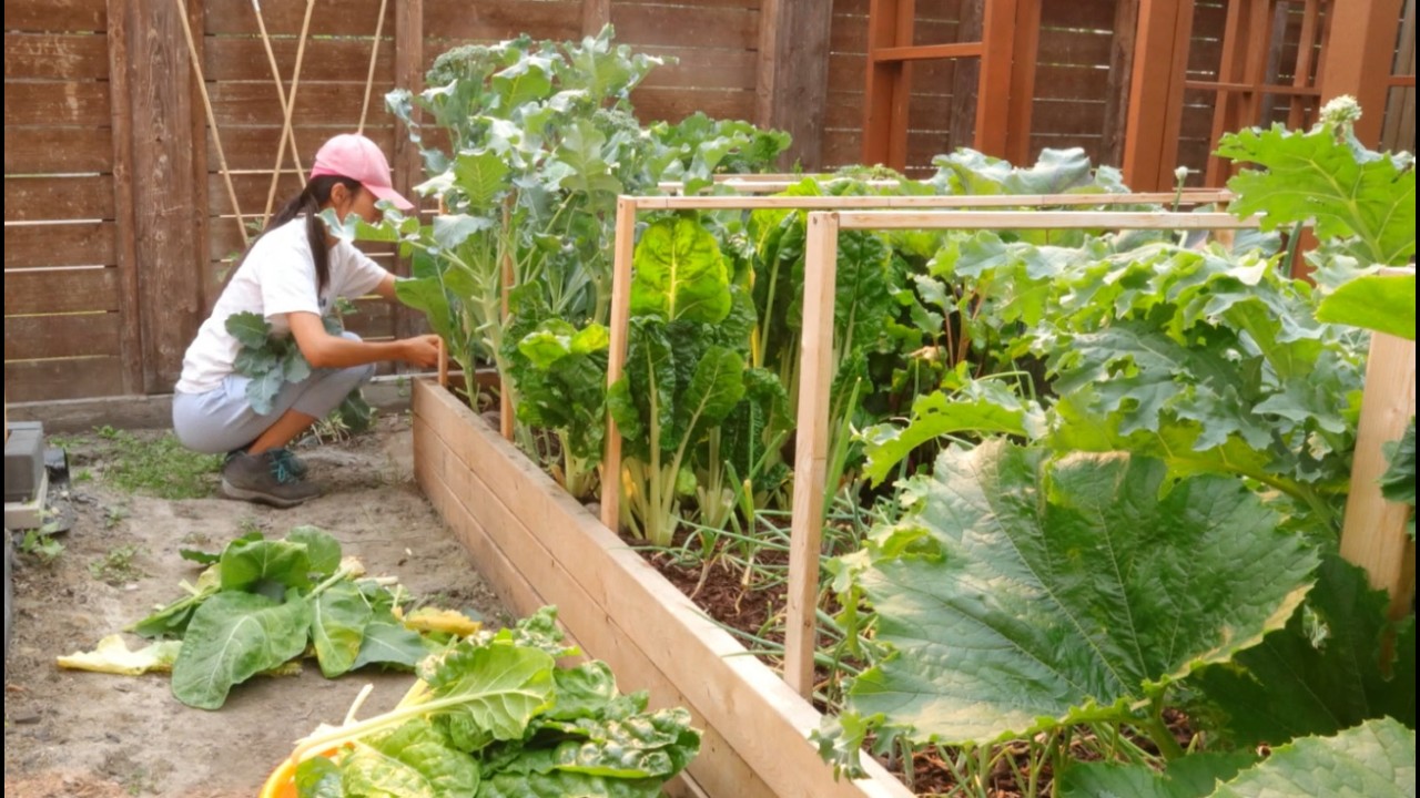 DIY Build a $50 Raised Bed That Lasts 20 Years (Grow Greens for A Whole Family)