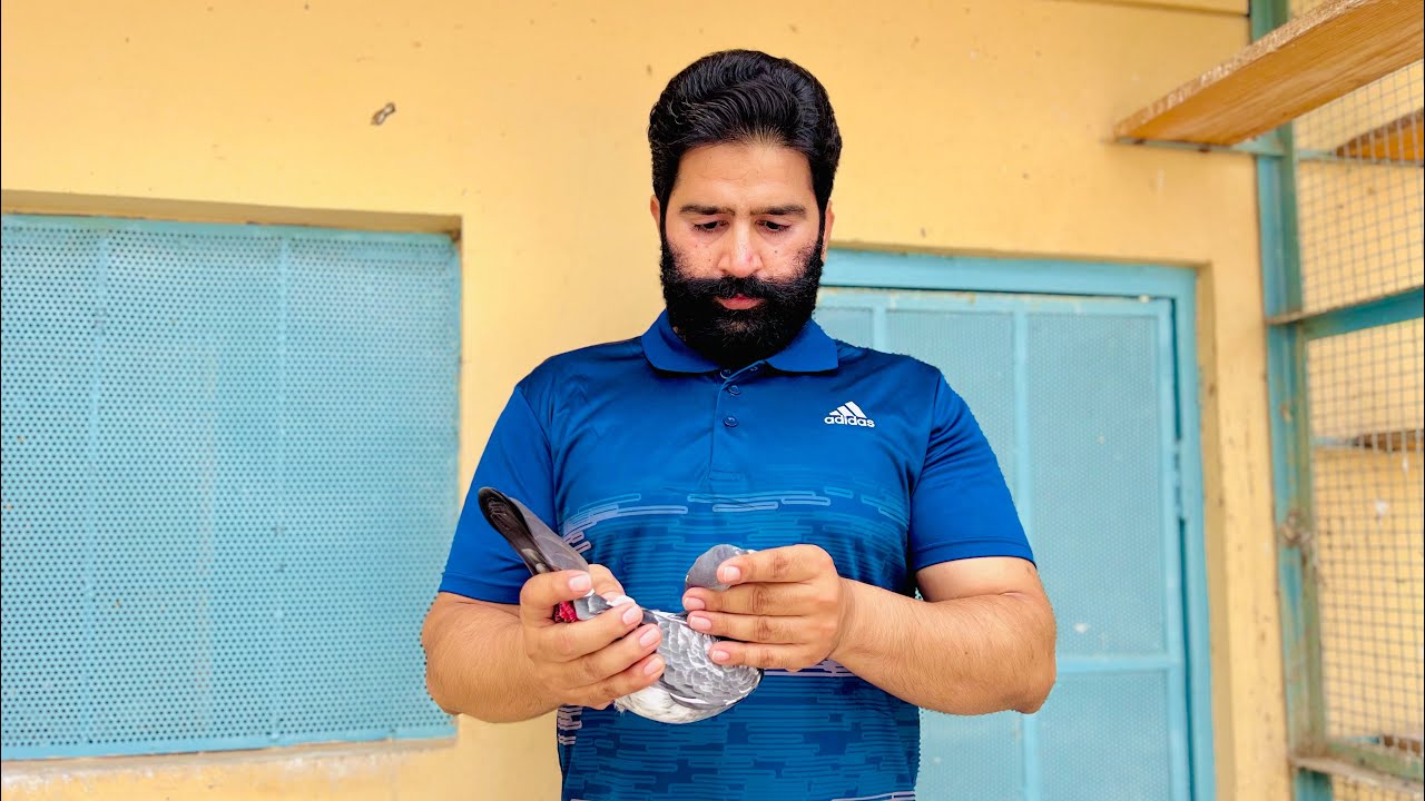 ROJA MALE | SCHOOL WALI FEMALE